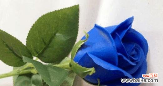 探寻蓝玫瑰花的神秘魅力 蓝玫瑰花的象征意义