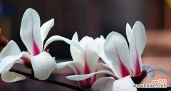 一年多次开花 玉兰开花的寓意与预兆