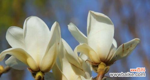 一年多次开花 玉兰开花的寓意与预兆