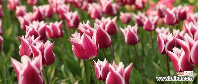 探寻紫郁金香花语中的深意 紫郁金香的花语与人生启示