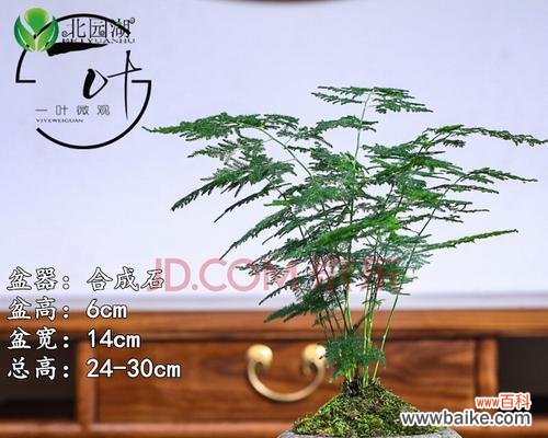 以文竹做微盆景的意义与创意 文竹微盆景