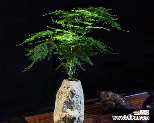 以文竹做微盆景的意义与创意 文竹微盆景