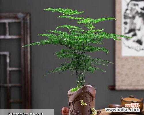 以文竹做微盆景的意义与创意 文竹微盆景