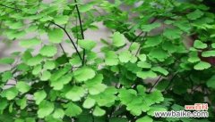 探秘铁线蕨的神秘世界 铁线蕨花语的含义与传说