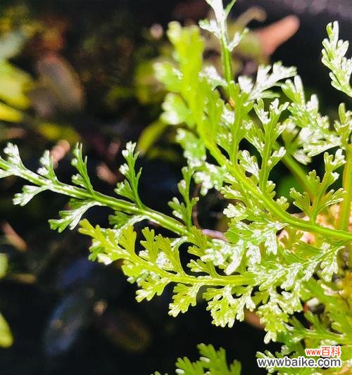 探秘铁线蕨的神秘世界 铁线蕨花语的含义与传说