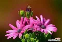 以什么花的花语寓意带来好运气 揭秘花语中的好运气