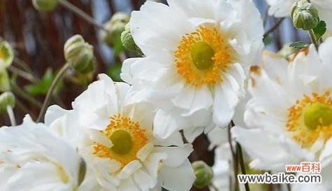 以什么花的花语寓意带来好运气 揭秘花语中的好运气