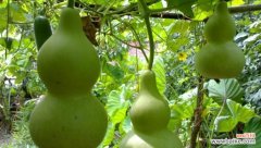 探寻葫芦的象征意义 葫芦的寓意与意义