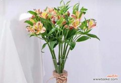 以花语传达爱与希望的灯塔 灯台百合花语