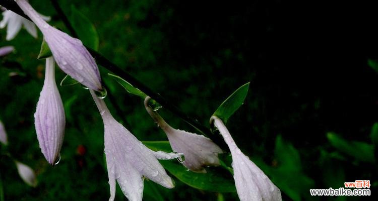 探寻紫萼的花语与传统文化符号之美 紫萼的花语及其文化背景