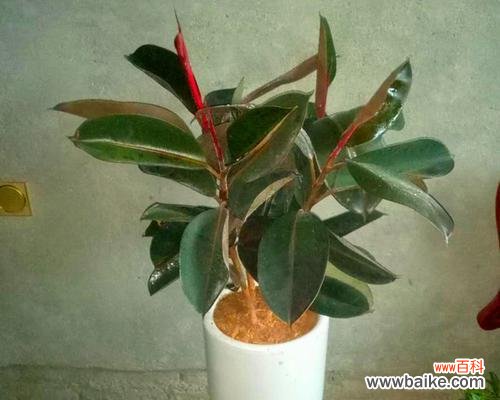 探寻橡皮树所承载的象征力量 橡皮树的象征意义