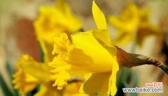 探索生命的意义与目标 以不水仙会死的真正含义