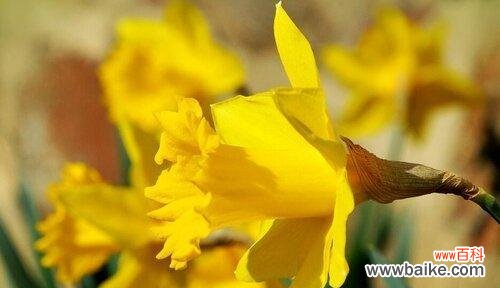 探索生命的意义与目标 以不水仙会死的真正含义