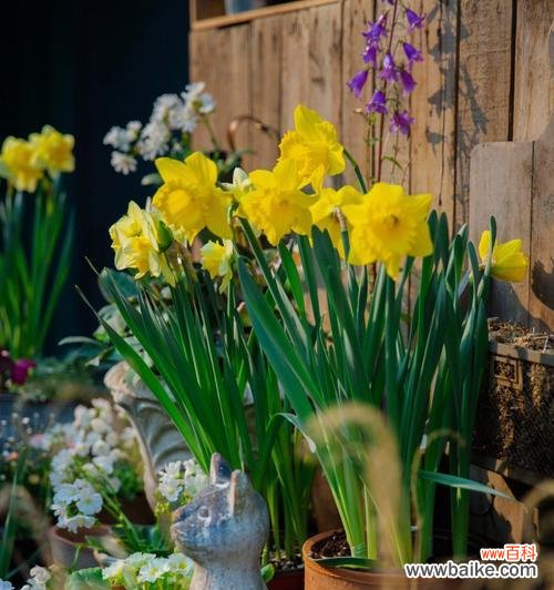 探索生命的意义与目标 以不水仙会死的真正含义