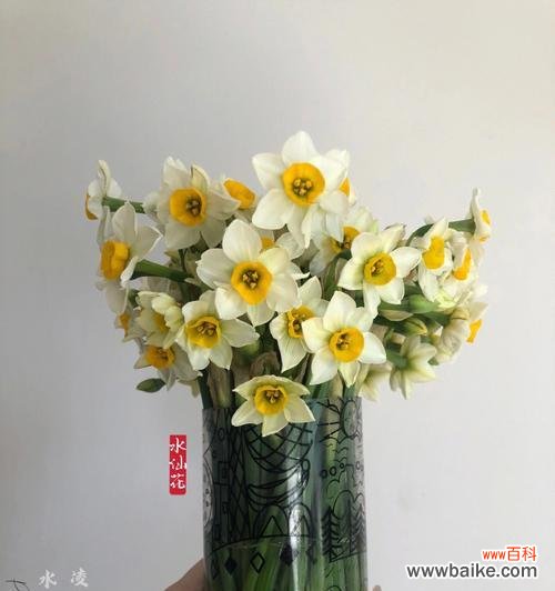 探索生命的意义与目标 以不水仙会死的真正含义