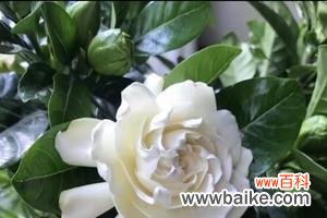 探究栀子花的象征意义及文化传承 栀子花的花语与寓意