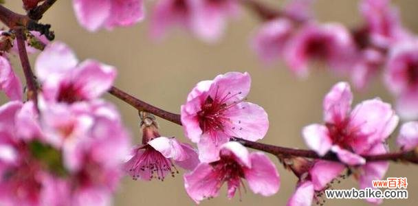 生机盎然的吉祥之花——连翘 连翘的风水寓意与摆放位置解析