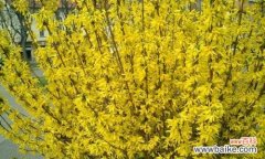 生机盎然的吉祥之花——连翘 连翘的风水寓意与摆放位置解析