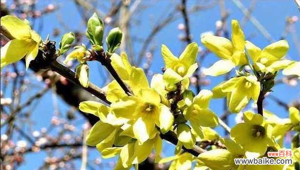 生机盎然的吉祥之花——连翘 连翘的风水寓意与摆放位置解析