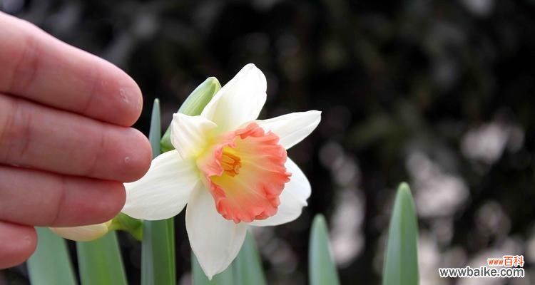 探索花语之美 洋水仙花语的魅力