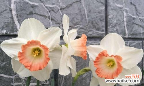 探索花语之美 洋水仙花语的魅力