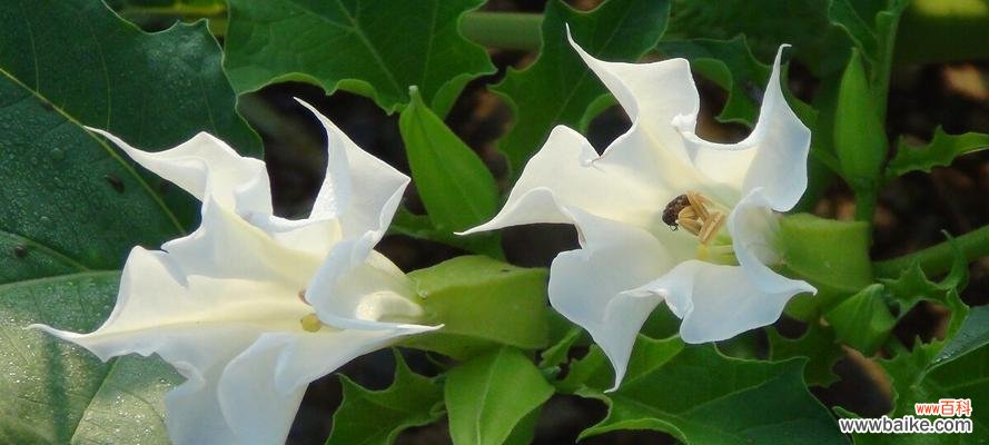 揭开花朵背后的秘密 探秘茶色曼陀罗和黄色曼陀罗的花语之谜