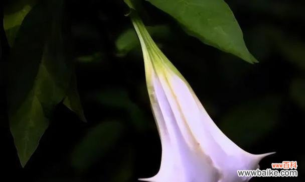 揭开花朵背后的秘密 探秘茶色曼陀罗和黄色曼陀罗的花语之谜