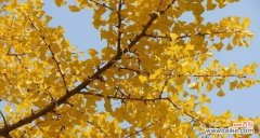 银杏的叶落与新生 银杏树