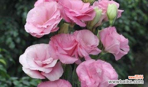 孤傲之花——以紫罗兰的花语为主题