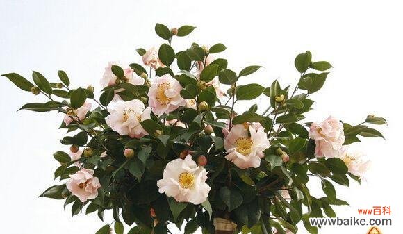 孤傲之花——以紫罗兰的花语为主题