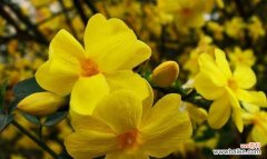 揭开迎春花的神秘面纱 迎春花