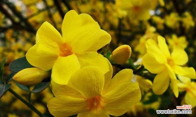 揭开迎春花的神秘面纱 迎春花