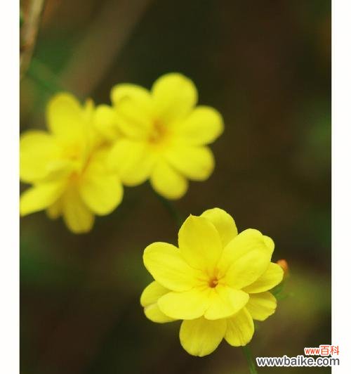 揭开迎春花的神秘面纱 迎春花