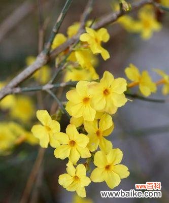 揭开迎春花的神秘面纱 迎春花