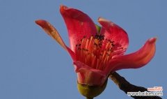 揭示木棉花的寓意及其在文化中的重要地位 木棉花