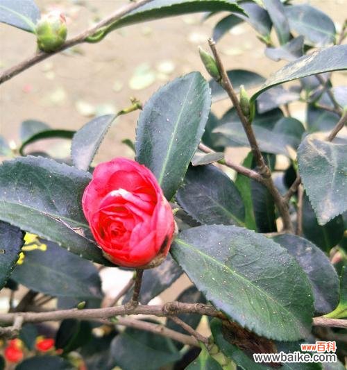 以茶梅花语寓意 茶梅花语