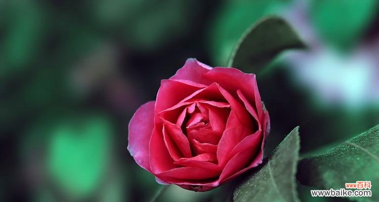 以茶梅花语寓意 茶梅花语