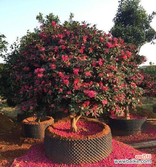 以茶梅花语寓意 茶梅花语