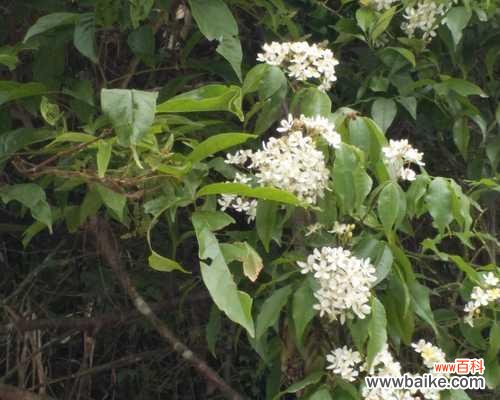 探索落叶灌木的生命之美与自然功能 落叶灌木的特点及生态作用