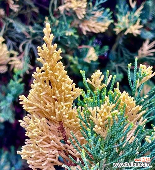 柏树代表生命的坚韧与长久 柏树的寓意与象征意义