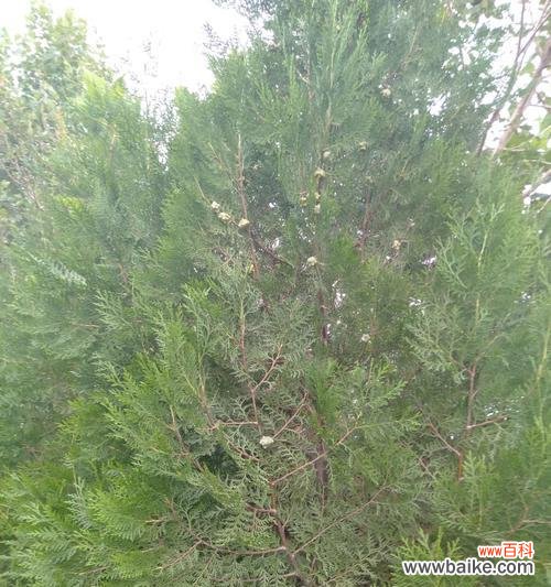 柏树代表生命的坚韧与长久 柏树的寓意与象征意义