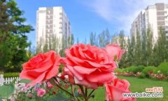 将重逢的期待与祝福编织成缤纷花香 花语是重逢-鲜花中的美好相聚