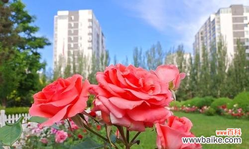 将重逢的期待与祝福编织成缤纷花香 花语是重逢-鲜花中的美好相聚