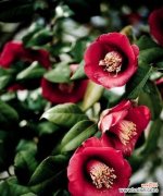 在花海中感受不同文化的呼吸 探寻全球花语的世界之旅