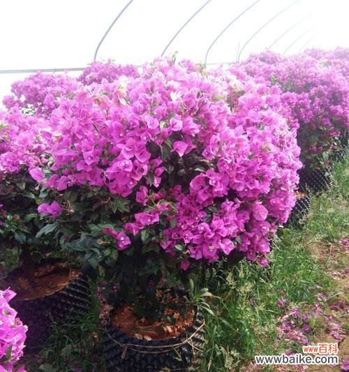 探究分枝点高度在植物生长中的作用和调控机制 分枝点高度的意义及影响因素