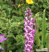 探究分枝点高度在植物生长中的作用和调控机制 分枝点高度的意义及影响因素