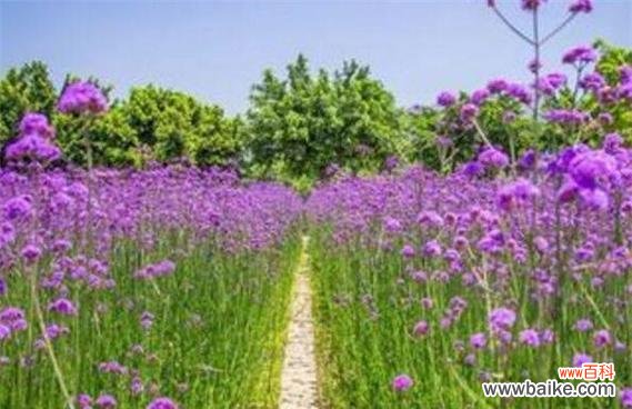 传递爱与勇气的花朵——以马鞭草的花语探秘 以马鞭草花语的寓意与象征