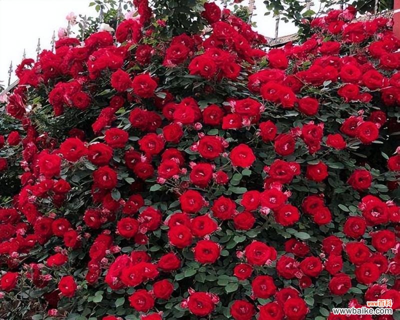 红色雏菊的象征爱情和热情 红色雏菊的花语与寓意