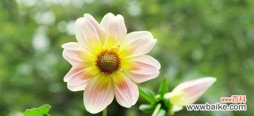 探寻内心枯萎的花朵之谜 心灰意冷之花——寂寞的象征