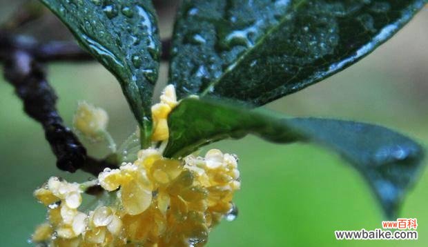 探寻内心枯萎的花朵之谜 心灰意冷之花——寂寞的象征